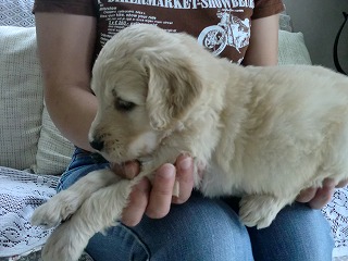 ゴールデンドゥードル　子犬